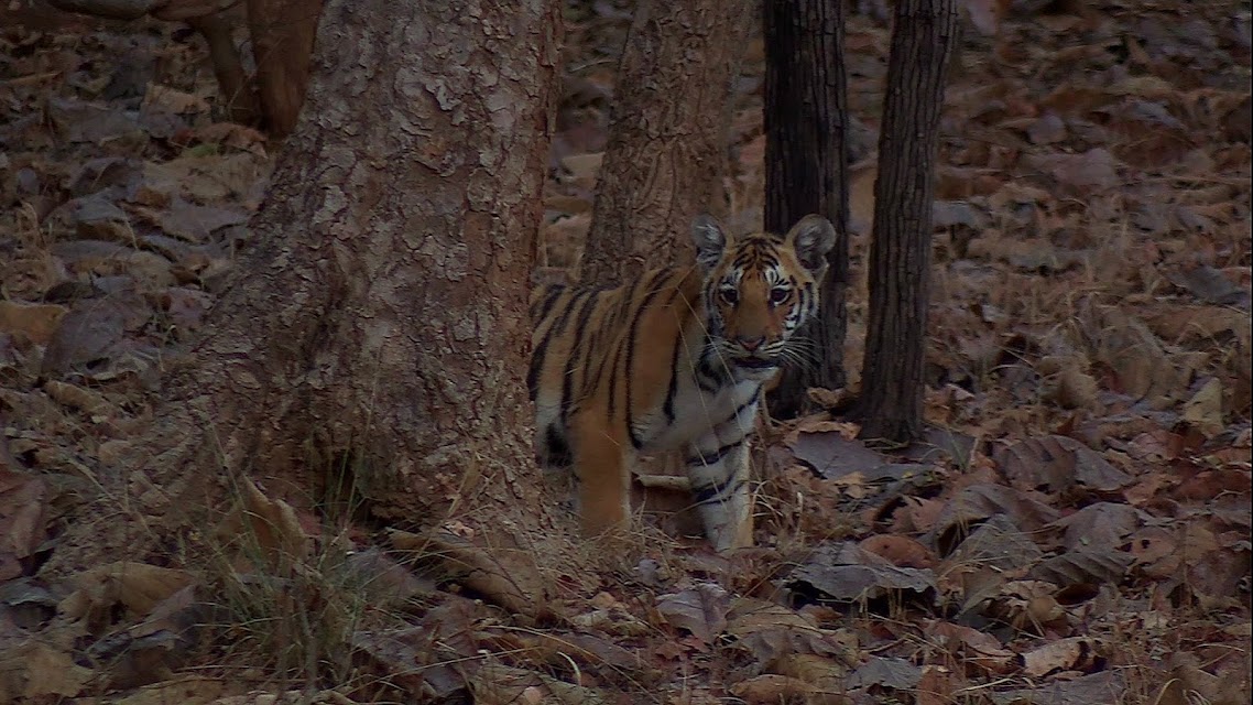 In India Travel photo 3