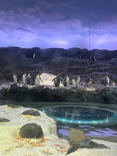 Safari Travels - Visa Consultant & Tour Operator photo 2