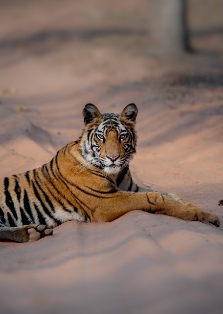 Travel For Wildlife office