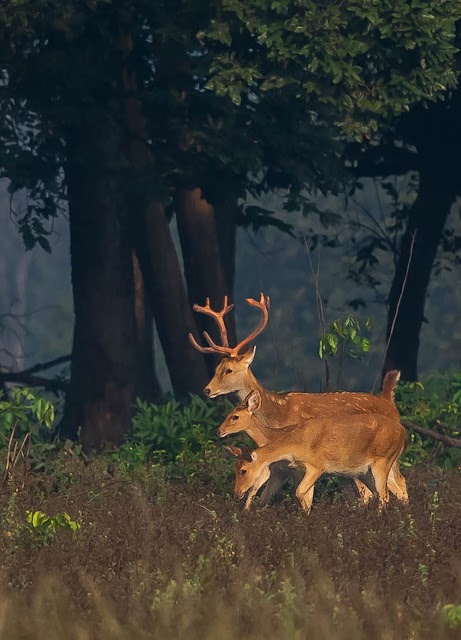 Travel For Wildlife photo 2