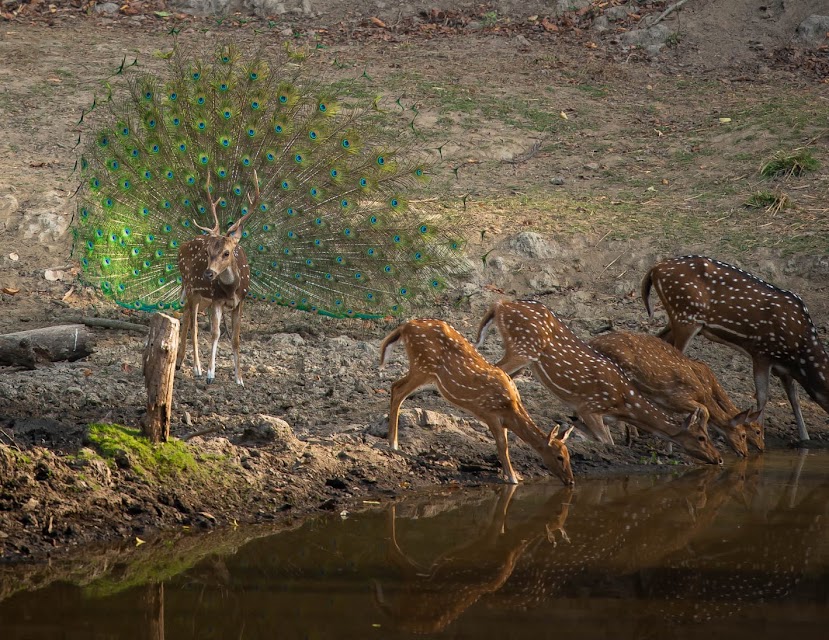 Travel For Wildlife photo 3